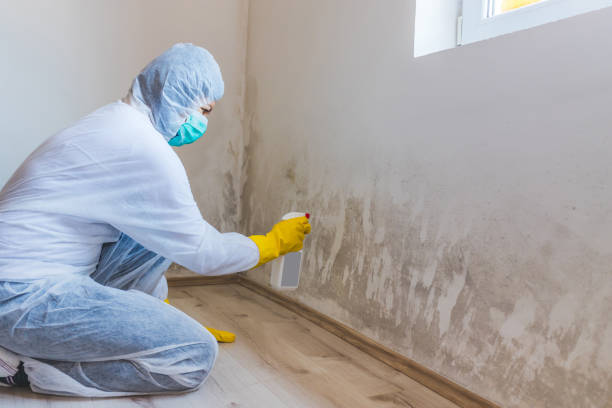 Licensed Black Mold Removal service in Bridgeport, WA - WQB Mold Removal