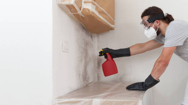 Professional Black Mold Removal technician working in Bridgeport, WA
