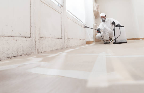 24/7 Emergency Black Mold Removal experts in Bridgeport, WA