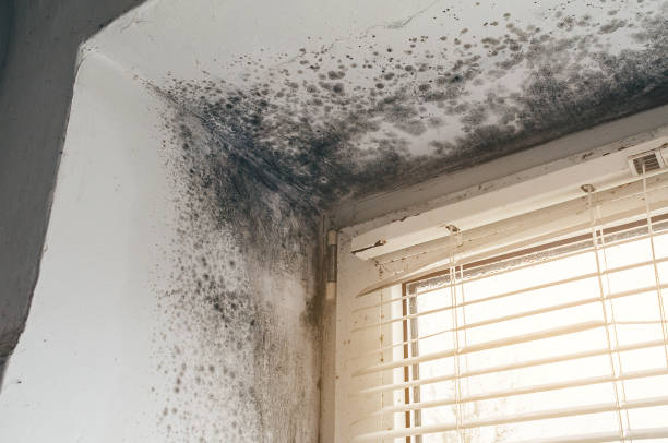 Affordable Black Mold Removal solutions in Bridgeport, WA