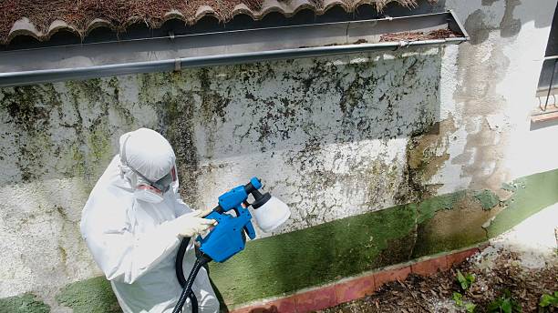 Top rated local Black Mold Removal specialists in Bridgeport, WA